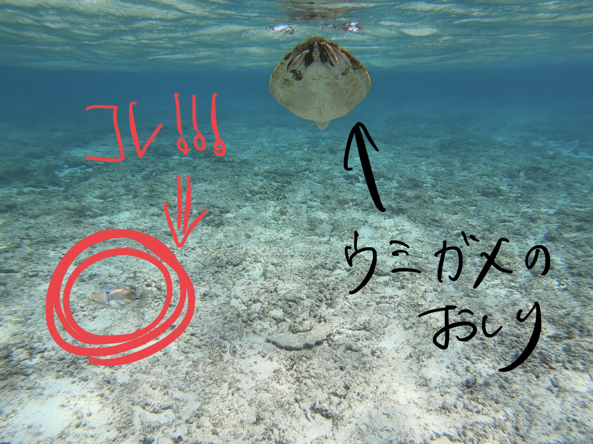 ゴマモンガラに追いかけられ噛まれる恐怖 魚は人間が来ると絶対に逃げていくというのは本当か みずいろてすと